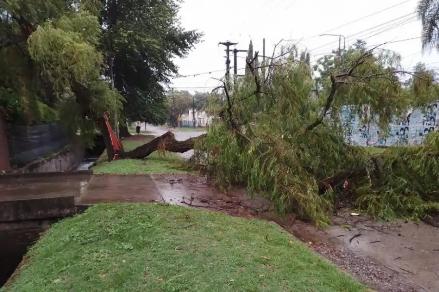 CORTE EN YERBA BUENA. Un ejemplar se desplomó en la esquina de calle Francia y avenida Aconquija.