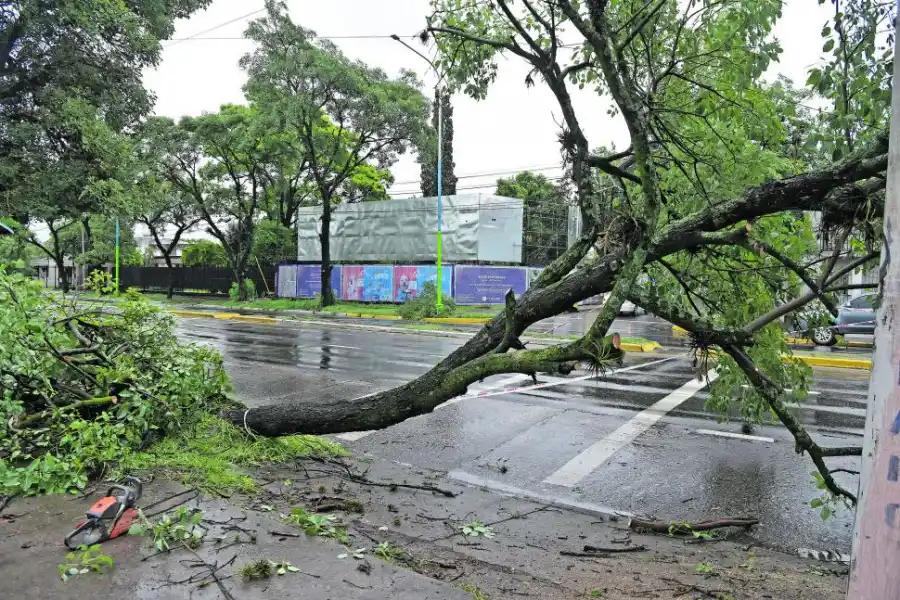 DESDE ABAJO. Las ráfagas derribaron un árbol en avenida Mate de Luna al 3.100.
