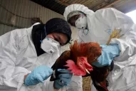 Declaran alerta para prevenir el ingreso de influenza aviar al país