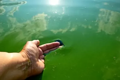 Advierten sobre la presencia de cianobacterias en aguas recreativas