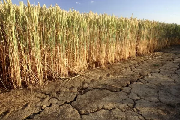 La proyección de producción de trigo se derrumbó el 62%