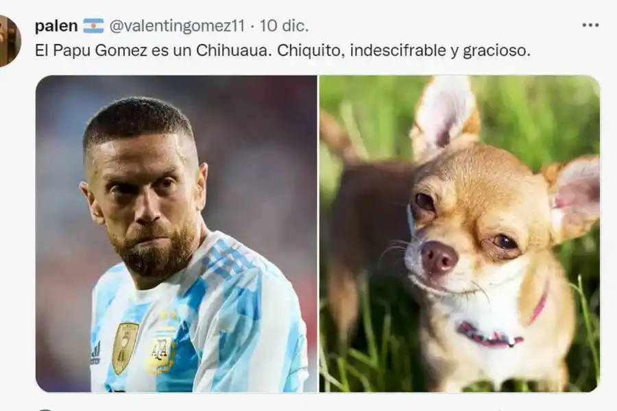 Desopilante: mirá el hilo de Twitter comparó a los jugadores de la Selección con perros de raza