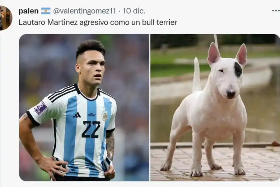 Desopilante: mirá el hilo de Twitter comparó a los jugadores de la Selección con perros de raza