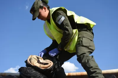 Decomisaron 250 toneladas de granos y 1.000 cueros vacunos de ocho camiones