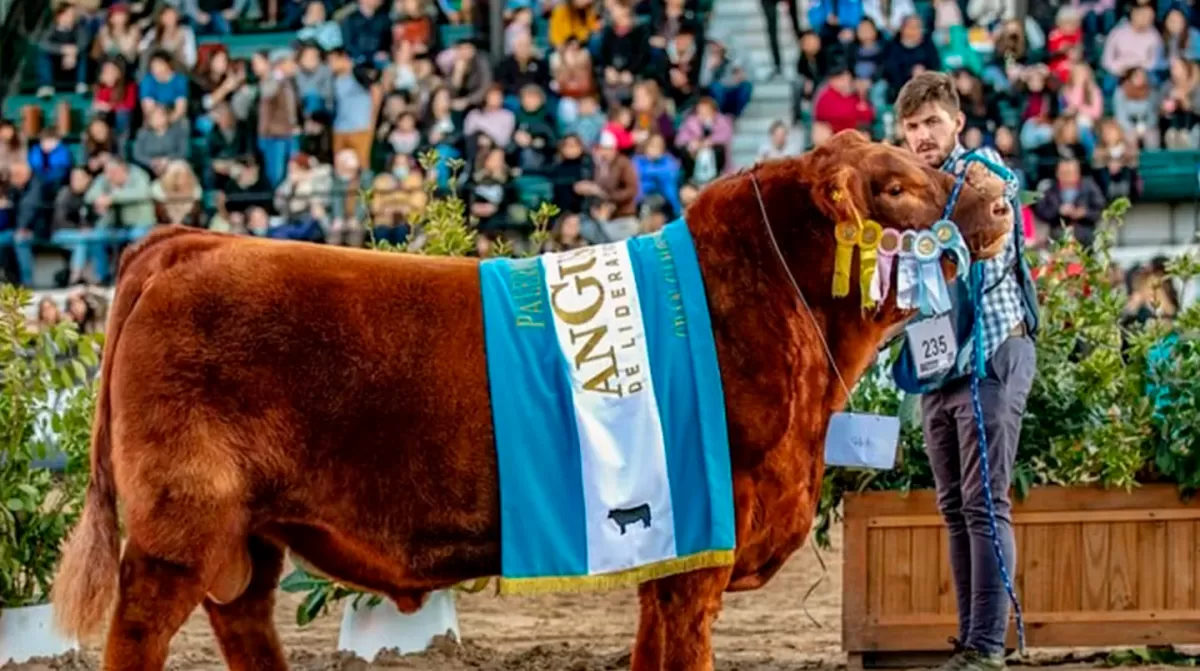 “Quiero ganar la ternera”: un toro se consagró campeón del mundo y tiene su versión del hit del Mundial