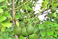 La palta sintió el golpe al comercio frutihortícola, pero logró salvar el año