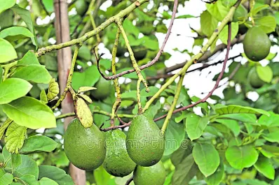 La palta sintió el golpe al comercio frutihortícola, pero logró salvar el año