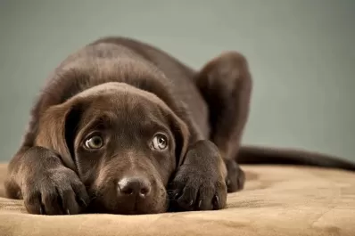 ¿Cómo proteger a tus mascotas en  una noche ruidosa?