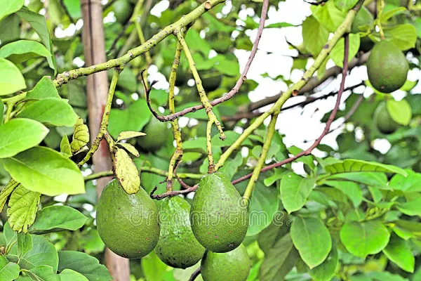 La palta sintió el golpe al comercio frutihortícola, pero logró salvar el año