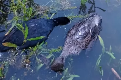 El Mollar: Alarma por la mortandad de aves en el dique La Angostura