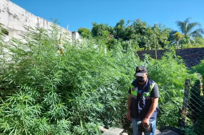 Secuestran en Concepción 17 plantas de cannabis, que medían tres metros de altura