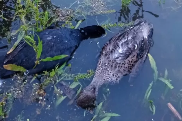 El Mollar: Alarma por la mortandad de aves en el dique La Angostura