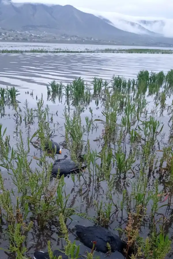 El Mollar: Alarma por la mortandad de aves en el dique La Angostura
