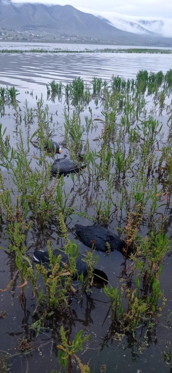 El Mollar: Alarma por la mortandad de aves en el dique La Angostura