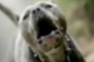 Mató a puñaladas al perro pitbull que atacó a su hijo y quedó registrado por las cámaras