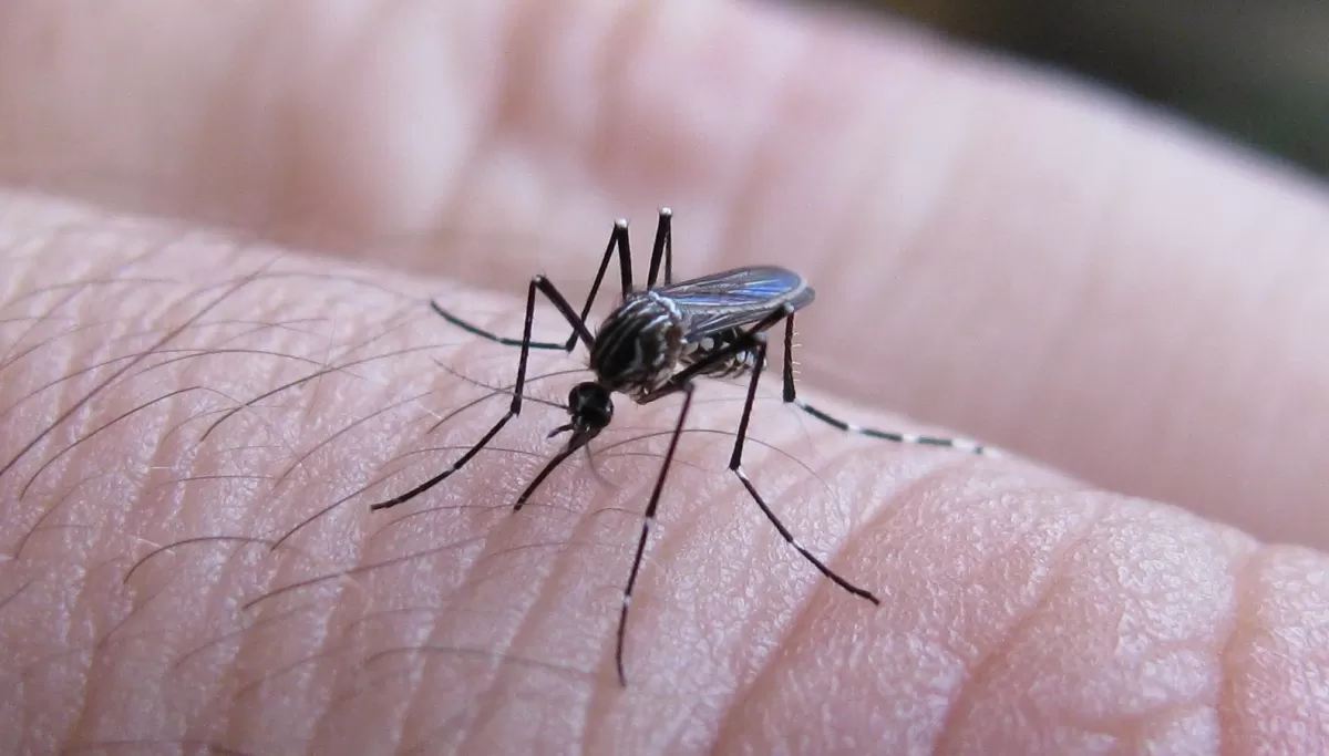 JUJUY. Se reportó el primer caso de dengue importado del año. 