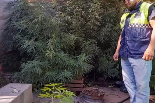 Allanaron una casa por un robo y encontraron 18 plantas de marihuana