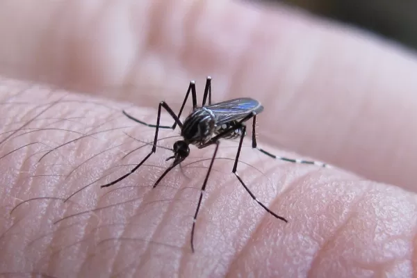 Confirmaron el primer caso de dengue importado en Jujuy