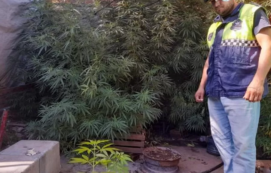 Allanaron una casa por un robo y encontraron 18 plantas de marihuana