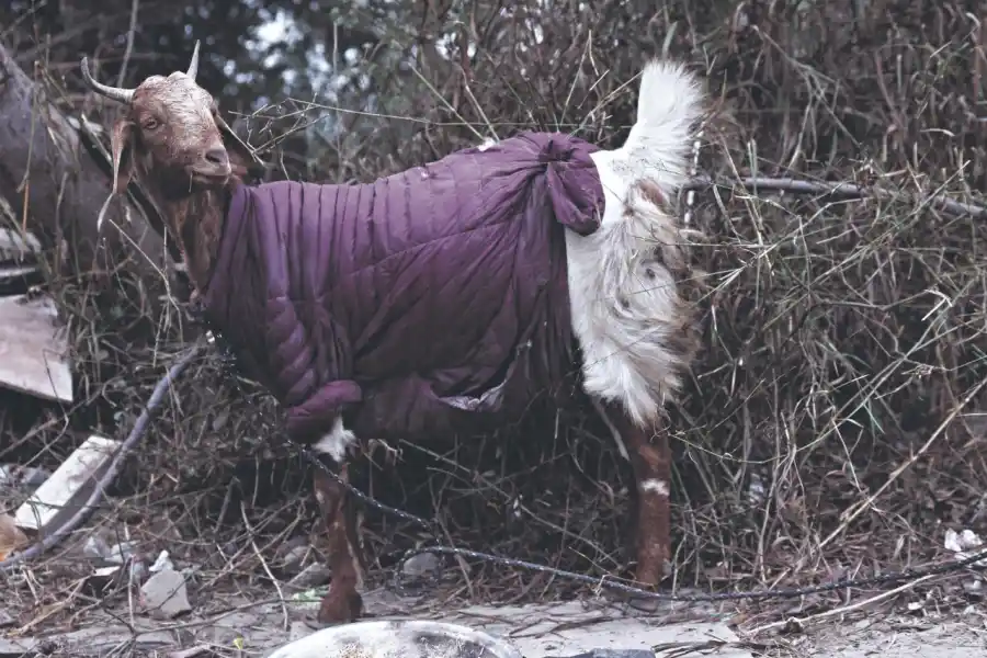 Las bajas temperaturas en Nueva Delhi, India también se replican en  los animales que se exponen al frío. 