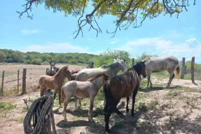 Secuestran caballos que deambulaban sueltos en una ruta