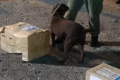 Encontraron hojas de coca de un colectivo proveniente de Jujuy