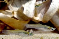 Hay peces que comen las larvas de los mosquitos que transmiten el dengue