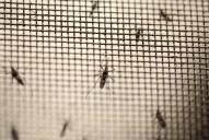 Dengue: tras la detección de casos en otras provincias, ¿qué ocurre en Tucumán?