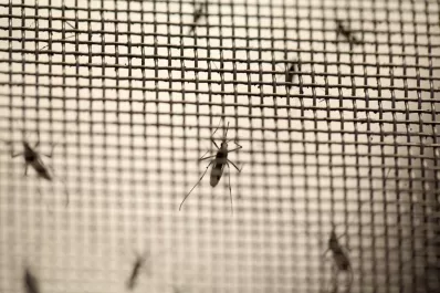 Dengue: tras la detección de casos en otras provincias, ¿qué ocurre en Tucumán?