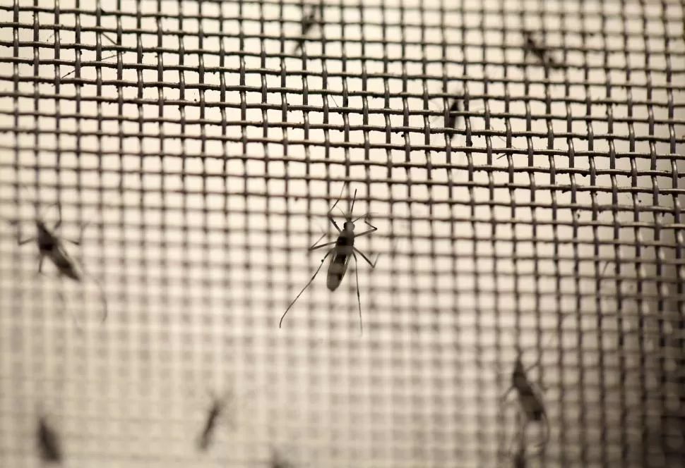 EN LA ARGENTINA. En nuestro país se registró el primer caso de dengue en 1998. Desde entonces, y hasta la fecha se dieron seis brotes de relevancia. Reuters