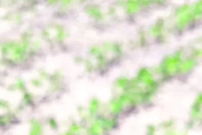 La Eeaoc advirtió sobre la presencia de oruga medidora en soja Intacta