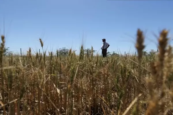 Se vienen días con lluvias que contagian optimismo al campo