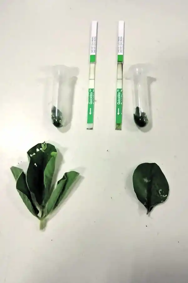 MONITOREO. Síntomas de la presencia de orugas en el lote de soja.