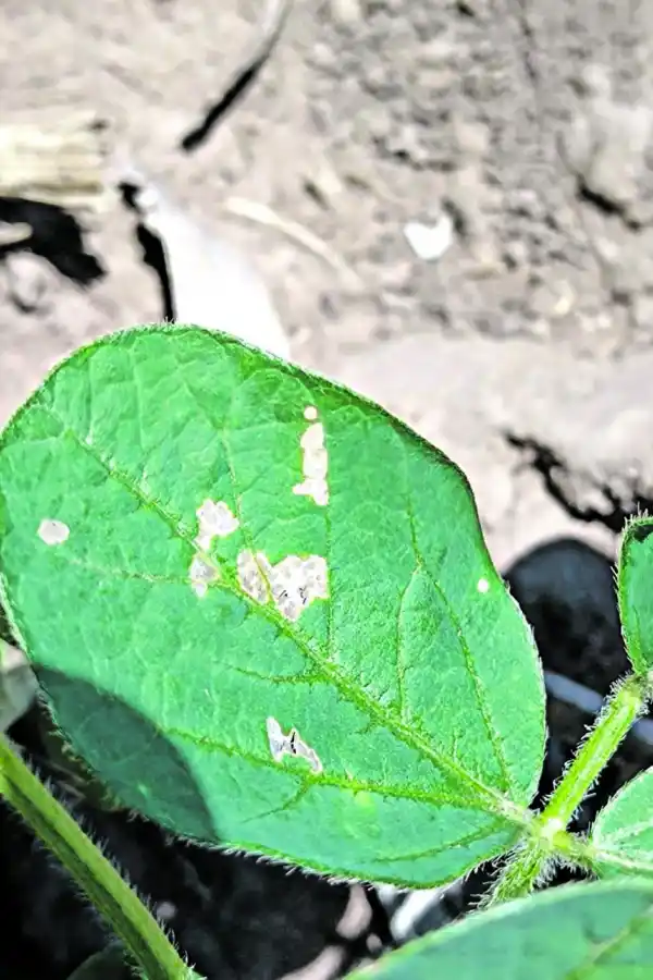 CHEQUEO. El laboratorio confirmó que se trataba de Rachiplusia nu.
