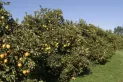 La sequía y la economía forman un combo letal para el citrus