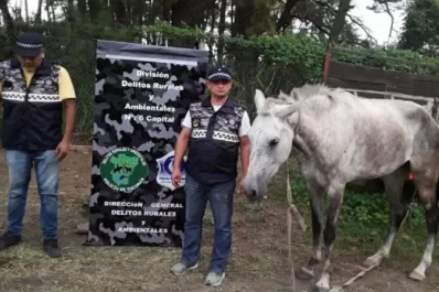 Recuperan dos caballos robados
