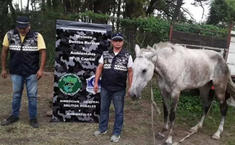 Recuperan dos caballos robados