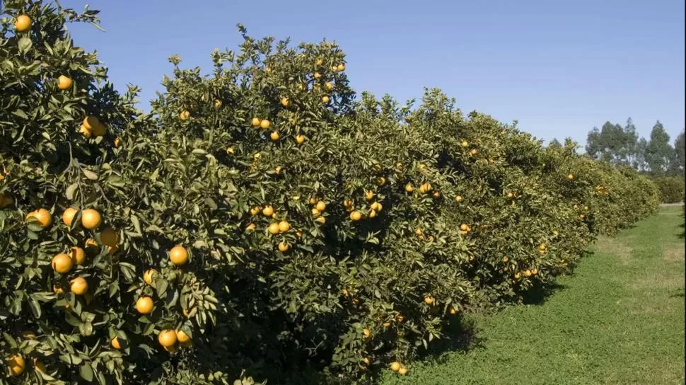 PÉRDIDAS. Productores citrícolas de la región se animan a vaticinar una caída de un 15% en la producción. archivo