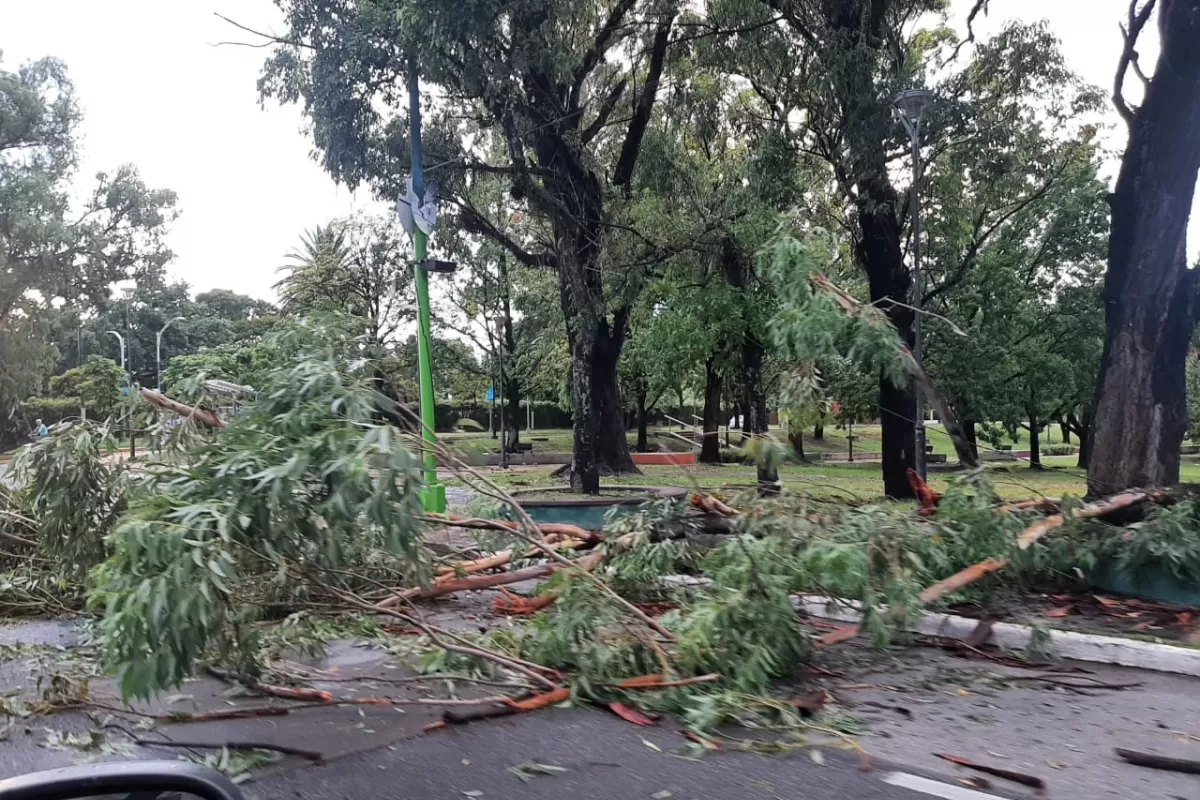 Árbol caído en el Parque Guillermina. 