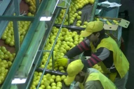 Advertencia de Acnoa: se paralizará la actividad citrícola a partir del martes próximo si falta gas