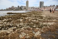 La playa Bristol de Mar del Plata se llenó de algas y huevos transparentes