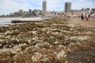 La playa Bristol de Mar del Plata se llenó de algas y huevos transparentes