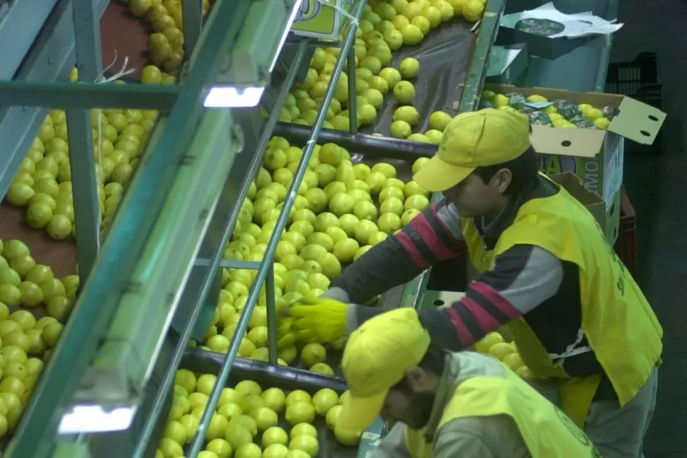 Producción del limón tucumano. LA GACETA / JUAN PABLO SANCHÉZ NOLI (ARCHIVO)