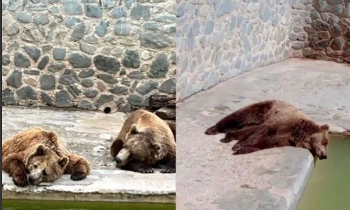Las imágenes de los osos en el zoologico de San Pedro de Colalao. Twitter