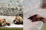 Piden cerrar el zoológico de San Pedro de Colalao por el mal estado de los osos