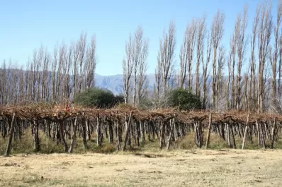 Los viñateros piden celeridad para salvar la producción