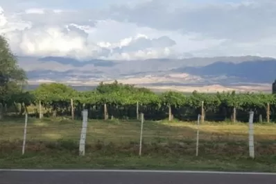 Productores de los Valles Calchaquíes comenzaron a percibir la ayuda económica del Gobierno Provincial