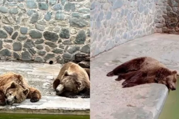 Zoológico en San Pedro de Colalao: “En vez de deleitarse, uno se va triste por cómo están”