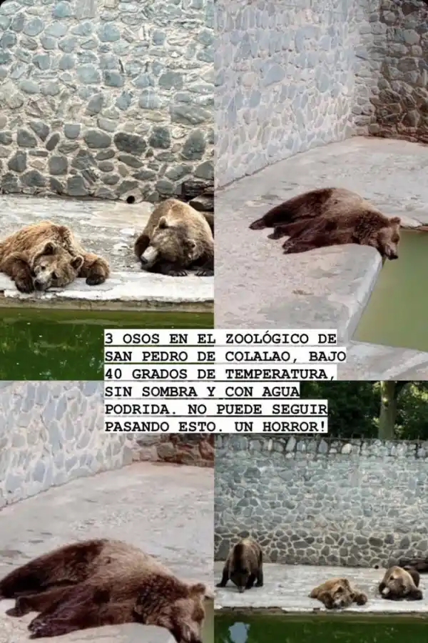 Piden cerrar el zoológico de San Pedro de Colalao por el mal estado de los osos