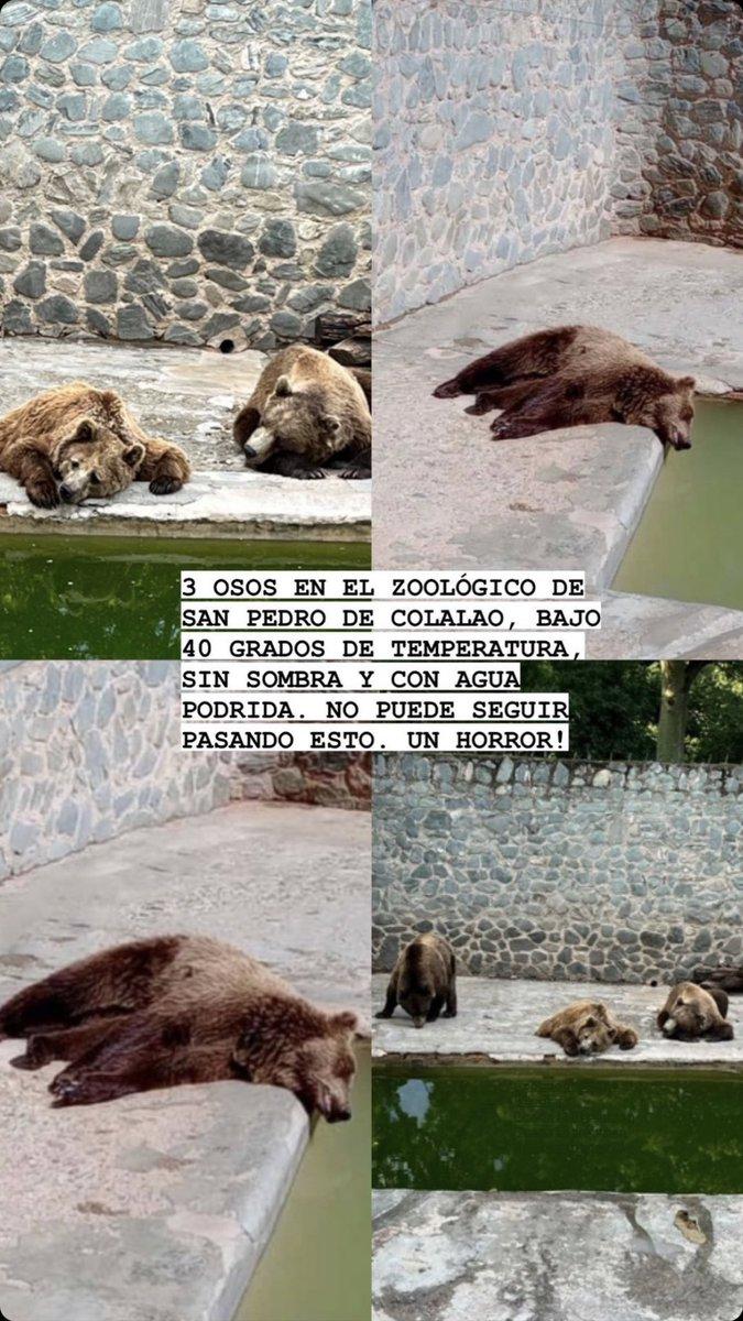 Piden cerrar el zoológico de San Pedro de Colalao por el mal estado de los osos